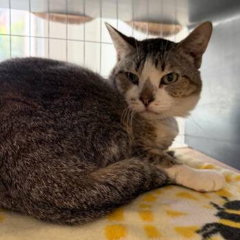 Xander -  Domestic Short Hair Cat for Adoption in Chicago, Illinois - Xander | PetCurious