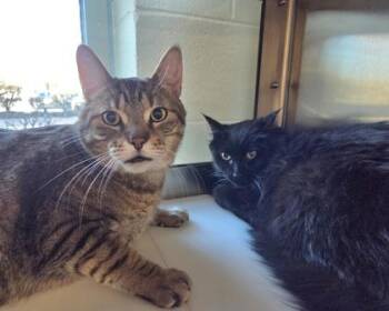 Domestic Short Hair Cats Available for Adoption in Westland, Michigan - Hal | PetCurious