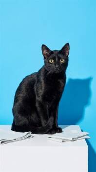 GORA -  Domestic Medium Hair Cat for Adoption in Jacksonville, Florida - GORA | PetCurious