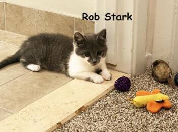 Domestic Short Hair Cats Available for Adoption - Robb Stark Bonded With Bran AVO | PetCurious