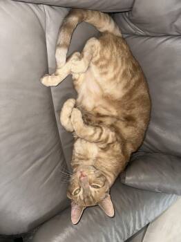 Zeus -  American Shorthair Cat for Adoption in Naples, Florida - Zeus | PetCurious