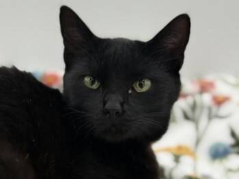 Domestic Short Hair Cats Available for Adoption - Kiki | PetCurious