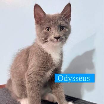 Odysseus (blue collar) -  Domestic Short Hair Cat for Adoption in Philadelphia, Pennsylvania - Odysseus (blue Collar) | PetCurious