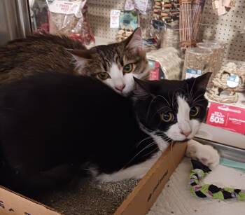 Rescue Domestic Long Hair and Ragamuffin Cats for Adoption in New York, New York - Sammy And Sosi B. | PetCurious