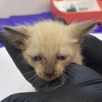 Simon -  Siamese and Domestic Short Hair Cat for Adoption in Corpus Christi, Texas - Simon | PetCurious