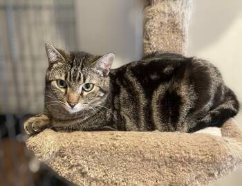Rescue Domestic Short Hair Cats for Adoption in Palo Cedro, California - Dorian | PetCurious