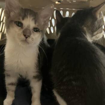 Tina -  Domestic Short Hair Cat for Adoption in Dekalb, Illinois - Tina | PetCurious
