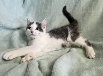 Little Misty -  Domestic Medium Hair Cat for Adoption in Rocky Hill, Connecticut - Little Misty | PetCurious