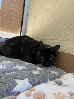 Domestic Short Hair Cats Available for Adoption - Alexandra | PetCurious