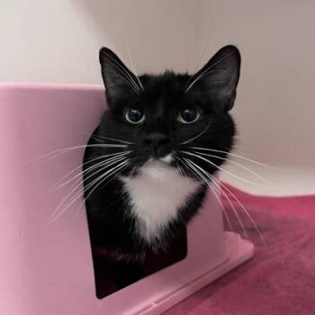BreadSticks -  Domestic Short Hair Cat Available for Adoption in Janesville, Wisconsin - BreadSticks | PetCurious