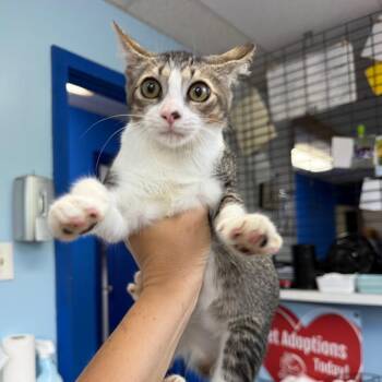 Auto -  Domestic Short Hair Cat for Adoption in Wahiawa, Hawaii - Auto | PetCurious