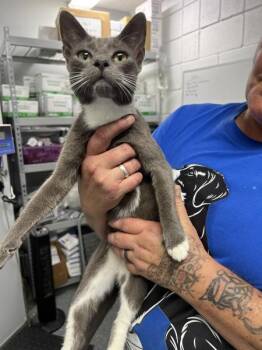 Jovie -  Domestic Short Hair Cat for Adoption in Morristown, Tennessee - Jovie | PetCurious