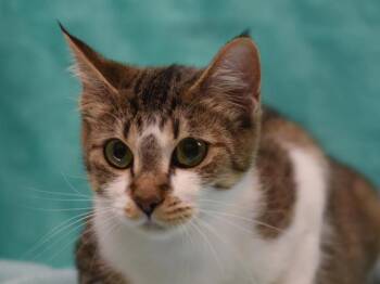 Autumn -  Domestic Short Hair Cat for Adoption in Portland, Oregon - Autumn | PetCurious