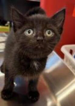 Kevin -  Domestic Short Hair Cat for Adoption in Kansas City, Missouri - Kevin | PetCurious