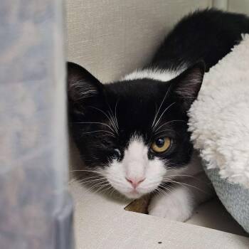 Domestic Short Hair Cats Available for Adoption - Dice | PetCurious