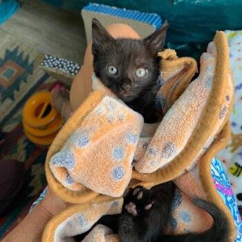 0826-67 Bam Bam -  Domestic Short Hair Cat for Adoption in Abingdon, Maryland - 0826-67 Bam Bam | PetCurious