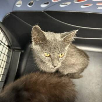 Alana -  Domestic Short Hair Cat for Adoption in Indianapolis, Indiana - Alana | PetCurious