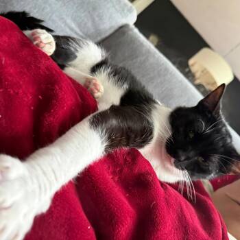 Domestic Short Hair Cats Available for Adoption in Falls Church, Virginia - Batman | PetCurious