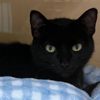 Domestic Short Hair Cats Available for Adoption in East Hanover, New Jersey - Ink (Mom) | PetCurious
