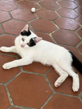 Sabrina -  Domestic Short Hair Cat for Adoption in Naranjito, Naranjito - Sabrina | PetCurious