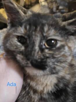 Domestic Short Hair Cats Available for Adoption - Ada Shipman (white Collar) | PetCurious