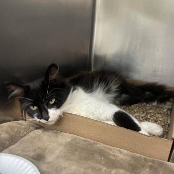 Cantaloupe -  Domestic Long Hair Cat for Adoption in Newark, New Jersey - Cantaloupe | PetCurious