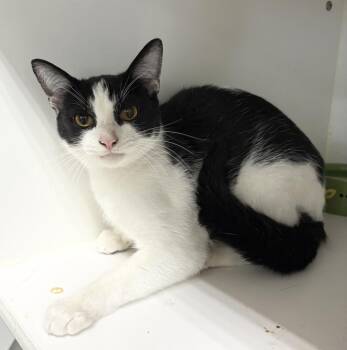 Paddy -  Domestic Short Hair Cat for Adoption in Rochester, Indiana - Paddy | PetCurious