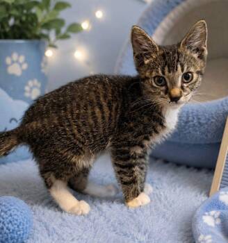 Scar -  Tabby and Domestic Short Hair Cat for Adoption in Penns Grove, New Jersey - Scar | PetCurious