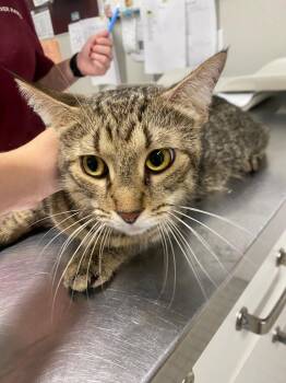 Dandelion -  Domestic Short Hair Cat for Adoption in Fall River, Massachusetts - Dandelion | PetCurious