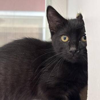 Ramen -  Domestic Short Hair Cat for Adoption in Janesville, Wisconsin - Ramen | PetCurious