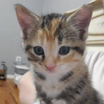 Peaches -  Domestic Short Hair Cat for Adoption in Granville, Ohio - Peaches | PetCurious
