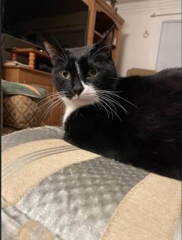 Domestic Short Hair Cats Available for Adoption - Pluto (Courtesy Post) | PetCurious