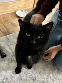 Rescue Domestic Short Hair Cats for Adoption in Buffalo, New York - Carlton | PetCurious