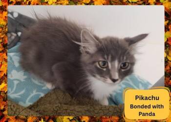 Rescue Domestic Medium Hair Cats for Adoption in Ojai, California - PIKACHU | PetCurious