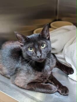 Sunspot -  Domestic Short Hair Cat for Adoption in Chambersburg, Pennsylvania - Sunspot | PetCurious
