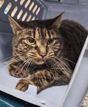 Domestic Short Hair Cats Available for Adoption - Middle | PetCurious