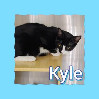 Domestic Short Hair Cats Available for Adoption in Tucson, Arizona - Kyle | PetCurious