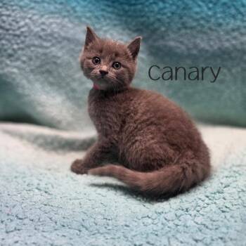 Canary -  Domestic Short Hair Cat for Adoption in Parkersburg, West Virginia - Canary | PetCurious