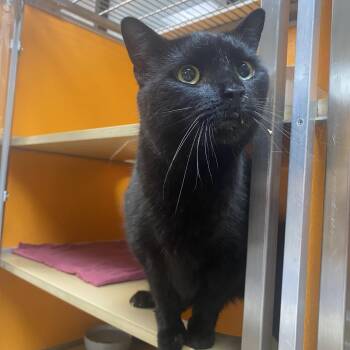 Domino -  Domestic Short Hair Cat for Adoption in Elyria, Ohio - Domino | PetCurious