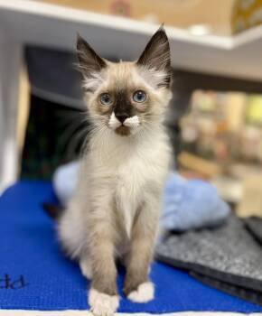 Fairway -  Domestic Medium Hair Cat for Adoption in Oakland, California - Fairway | PetCurious