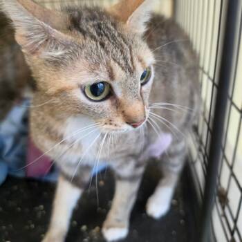 Layla -  American Shorthair Cat for Adoption in Melrose, Florida - Layla | PetCurious