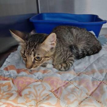 Stormy -  Domestic Short Hair Cat for Adoption in Kingman, Arizona - Stormy | PetCurious