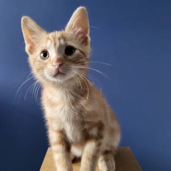 Rescue Domestic Short Hair Cats for Adoption in Chattanooga, Tennessee - Armand | PetCurious