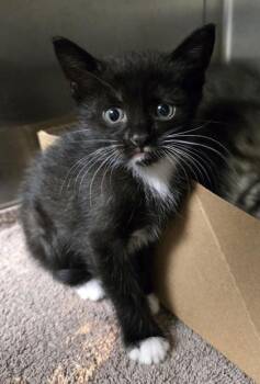 Jupiter -  Domestic Short Hair Cat for Adoption in Gainesville, Florida - Jupiter | PetCurious