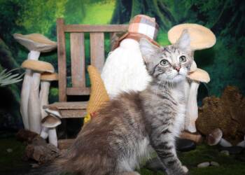 Rescue Torbie and Domestic Medium Hair Cats for Adoption in Lucas, Texas - Maple | PetCurious