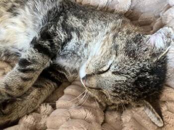 Mr. Cheeks -  Domestic Short Hair and Tabby Cat for Adoption in Denver, Colorado - Mr. Cheeks | PetCurious