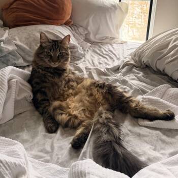 Nimbus -  Domestic Long Hair Cat for Adoption in Winston-salem, North Carolina - Nimbus | PetCurious
