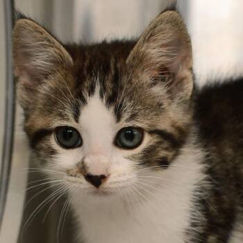Wren -  Domestic Medium Hair Cat for Adoption in Ottawa, Kansas - Wren | PetCurious