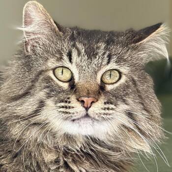 Elk -  Domestic Long Hair and Maine Coon Cat for Adoption in Victor, New York - Elk | PetCurious