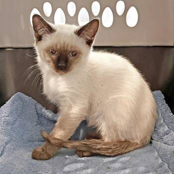 Gene -  Domestic Short Hair Cat for Adoption in Hailey, Idaho - Gene | PetCurious